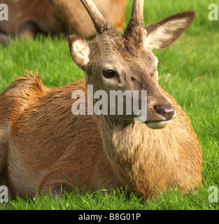 Close up d'un cerf. Banque D'Images