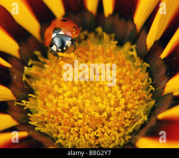 Close up of a 7 (sept) Spot Ladybird colorés sur une fleur Gazania rayé jaune. Banque D'Images