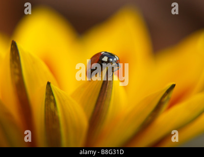 Close up of a 7 (sept) Spot Ladybird colorés sur une fleur Gazania rayé jaune. Banque D'Images