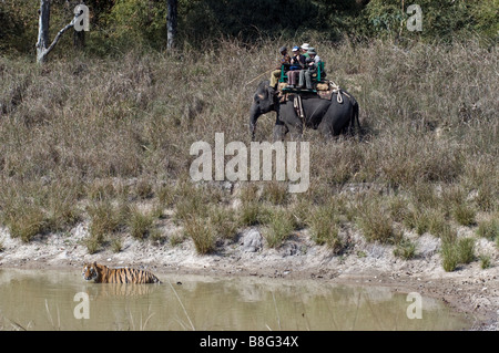 Les touristes sur un éléphant regarder tigre du Bengale (Panthera tigris) dans un étang dans Bandhavgarh National Park Le Madhya Pradesh Inde Banque D'Images