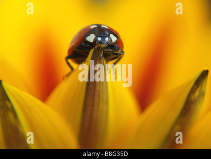 Close up of a 7 (sept) Spot Ladybird colorés sur une fleur Gazania rayé jaune. Banque D'Images