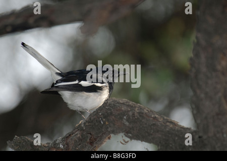 Pie chanteuse oriental mâle Copsychus saularis assis sur une branche Banque D'Images