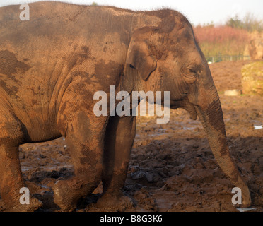 Un terrain boueux, l'éléphant d'Asie vivant en captivité au zoo local. Banque D'Images