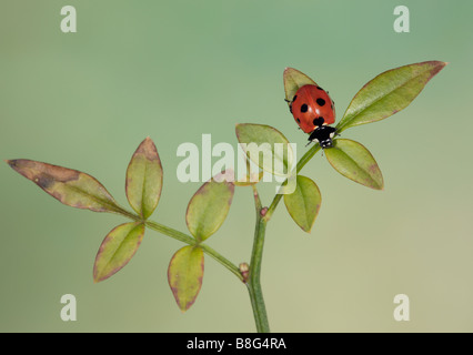 7-spot Ladybird - Coccinella 7-punctata on leaf Banque D'Images