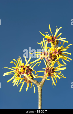 Hamamélis de Chine (Hamamelis x intermedia 'Pallida') fleurs contre sky garden Adel Leeds West Yorkshire Angleterre Angleterre Europe Banque D'Images