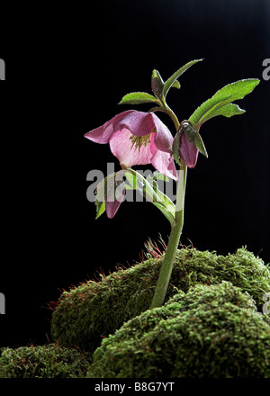 Une fleur hellebore croître par mousse recouverte de gouttelettes de rosée Banque D'Images