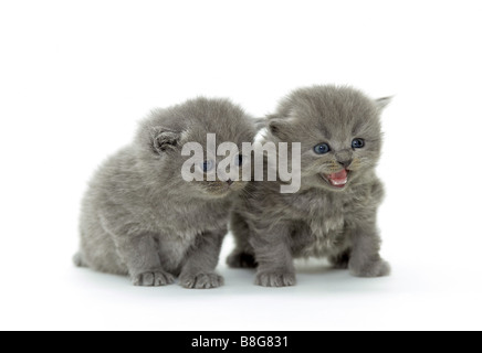 Cat - deux chatons chartreux - cut out Banque D'Images