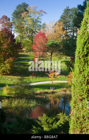 Automne couleur Bedgebury Pinetum National des Forêts et le jardin de l'Angleterre Kent Banque D'Images