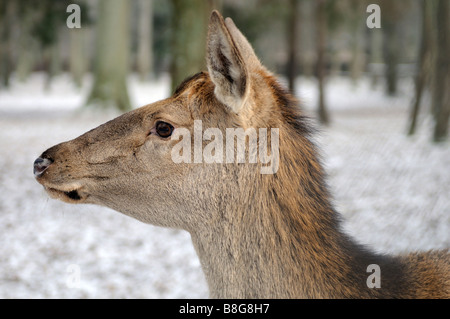 Deer, Bialowieza, forêt vierge Podlaskie Voivodeship, Pologne Banque D'Images