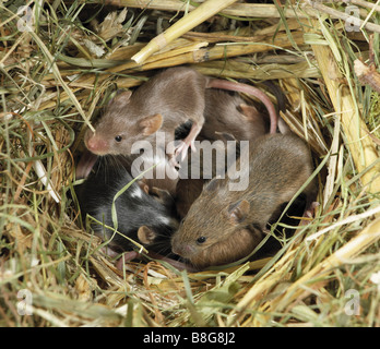 Les jeunes souris fantaisie in nest Banque D'Images