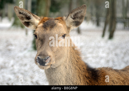 Deer, Bialowieza, forêt vierge Podlaskie Voivodeship, Pologne Banque D'Images