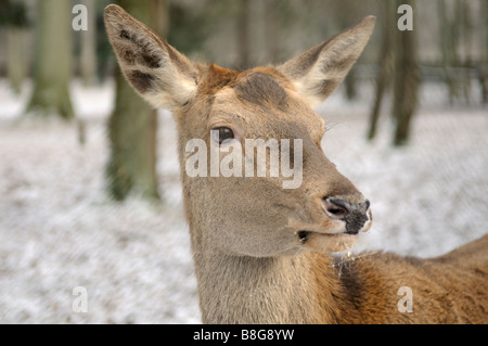 Deer, Bialowieza, forêt vierge Podlaskie Voivodeship, Pologne Banque D'Images