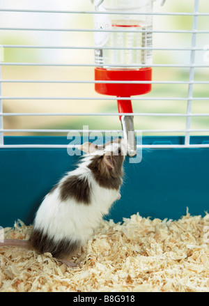 Souris fantaisie dans une cage, boire à partir d'une bouteille d'eau Banque D'Images