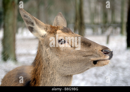 Deer, Bialowieza, forêt vierge Podlaskie Voivodeship, Pologne Banque D'Images