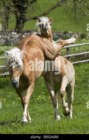 Deux jeunes chevaux Haflinger - l'un est à coups de Banque D'Images