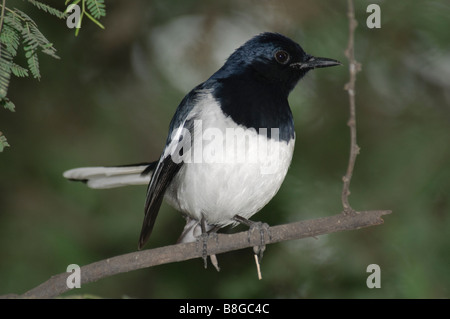 Pie chanteuse oriental mâle Copsychus saularis assis sur une branche Banque D'Images