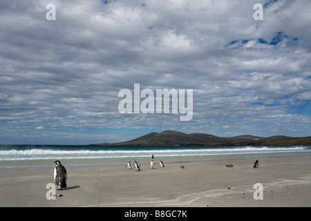 King (Aptenodytes patagonicus) et les manchots de Magellan (Spheniscus magellanicus) sur la plage dans les îles Falkland. Banque D'Images