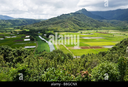 Les champs de taro le long de la rivière North Hanalei Kauai Hawaii USA Banque D'Images