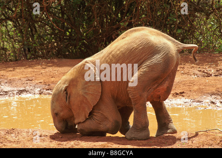 African elephant calf jouant dans l'eau Banque D'Images