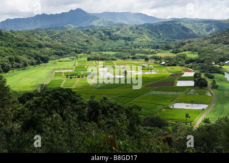 Les champs de taro le long de la rivière North Hanalei Kauai Hawaii USA Banque D'Images