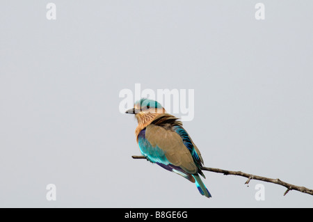 Rouleau indien Coracias benghalensis assis sur une branche Banque D'Images