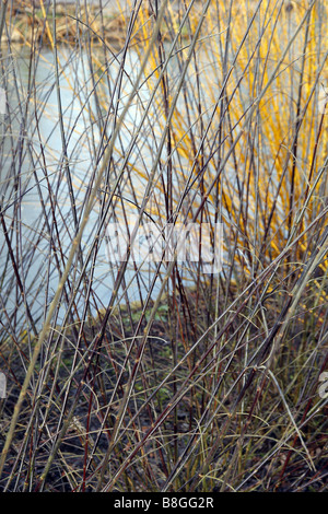 SALIX GRACILISTYLA MELANOSTACHYS S AVEC Cornus sericea BUDDS YELLOW DERRIÈRE À RHS WISLEY GARDEN UK Banque D'Images