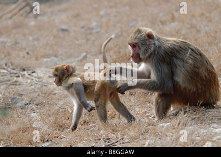 Une mère et son enfant de macaques rhésus Macaca mulatta Banque D'Images