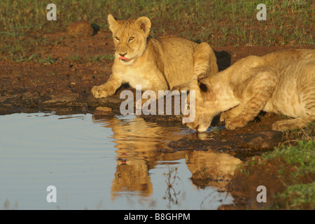 Des lionceaux de l'alcool à Waterhole, Kenya Banque D'Images