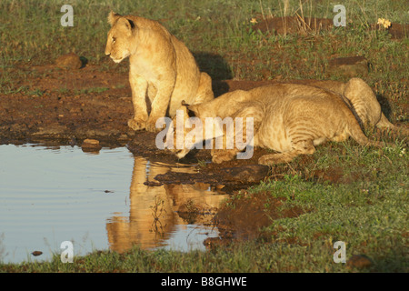 Des lionceaux de l'alcool à Waterhole, Kenya Banque D'Images