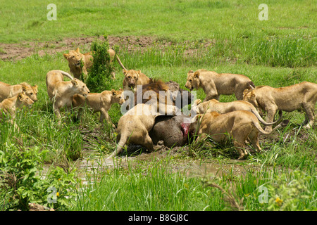 Troupe de lions attaquant un buffle dans swamp, Masai Mara, Kenya Banque D'Images