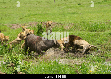 Troupe de lions attaquant un buffle dans swamp, Masai Mara, Kenya Banque D'Images