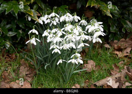 Commune snowdrop Galanthus nivalis, naturalisée en woodland Banque D'Images