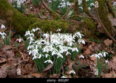 Commune snowdrop Galanthus nivalis, naturalisée en woodland Banque D'Images