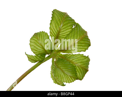 De nouvelles feuilles de marronnier en émergence au printemps. Banque D'Images