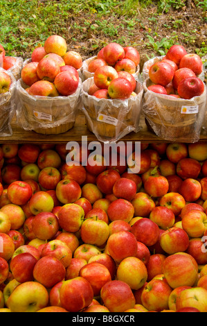 Paniers de pommes rouges en vente à Alyce et Rogers Stand de fruits à Mount Tremper New York USA Banque D'Images