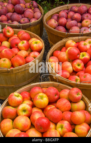 Paniers de pommes rouges en vente à Alyce et Rogers Stand de fruits à Mount Tremper New York USA Banque D'Images