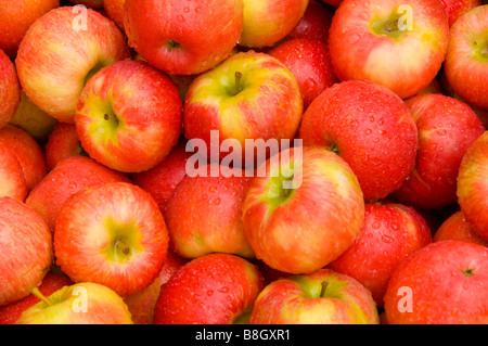 Paniers de pommes rouges en vente à Alyce et Rogers Stand de fruits à Mount Tremper New York USA Banque D'Images