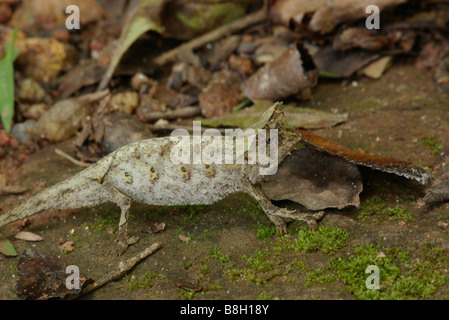 Leaf Chameleon marcher dans les feuilles mortes dans le Parc National de Ranomafana, Madagascar. Banque D'Images