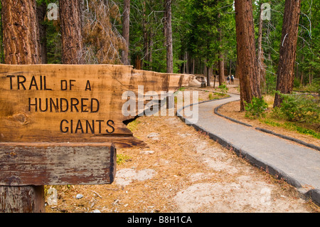 Piste d'une centaine de randonneurs géants Sequoia géant visibles Monument National de la Sierra Nevada en Californie Banque D'Images