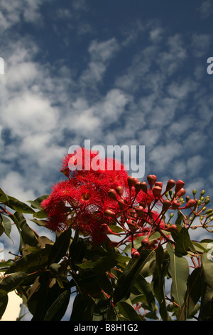 Une gomme à fleurs bleu ciel contre l'Australie Banque D'Images