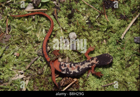 Salamandre à spectre (Salamandrina perspicillata, anciennement S. terdigitata), posture d'avertissement Banque D'Images