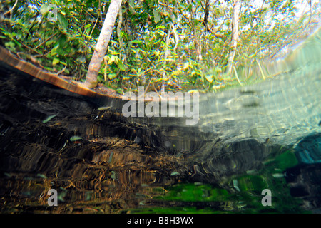 Image fractionnée de la luxuriante végétation au-dessus et ci-dessous l'eau Rivière Sucuri Bonito Mato Grosso do Sul, Brésil Banque D'Images