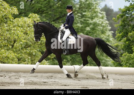 Équitation de cheval hanovrien sur lors d'un concours de dressage, trot étendu Banque D'Images