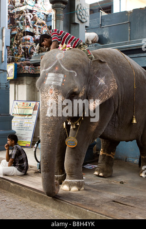 L'Inde Pondicherry Sri Manakula Vinayagar Temple Lakshmi éléphant en attente pour bénir les fidèles Banque D'Images