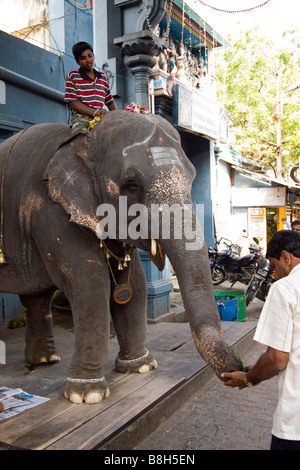 L'Inde Pondicherry Sri Manakula Vinayagar Temple man placing offrant de l'argent dans le tronc de l'éléphant Banque D'Images