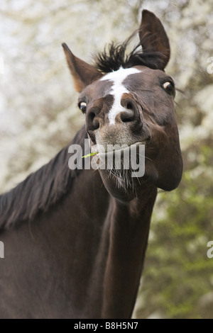 Cheval équitation allemande - portrait Banque D'Images