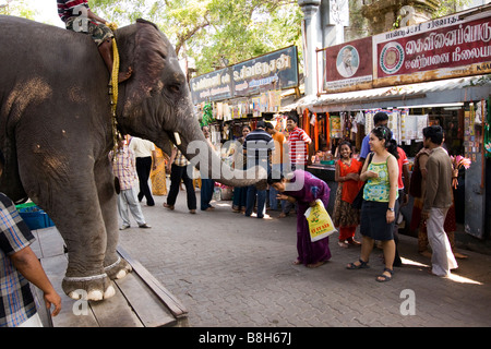 L'Inde Pondicherry Sri Manakula Vinayagar Temple elephant bénédiction adorateur Banque D'Images