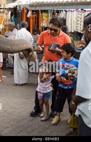 L'Inde Pondicherry Sri Manakula Vinayagar Temple Lakshmi bénédiction réticente enfant éléphant Banque D'Images