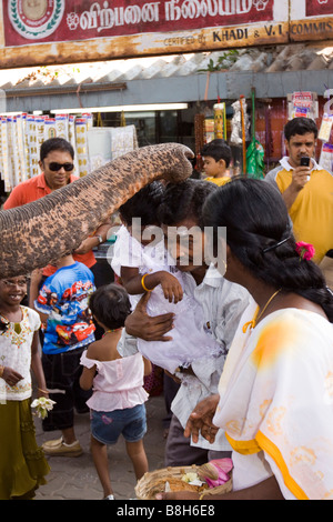 L'Inde Pondicherry Sri Manakula Vinayagar Temple bénédiction des fidèles de la famille éléphant Banque D'Images