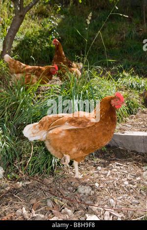 Poules biologiques sur une journée ensoleillée dans un environnement naturel. Banque D'Images